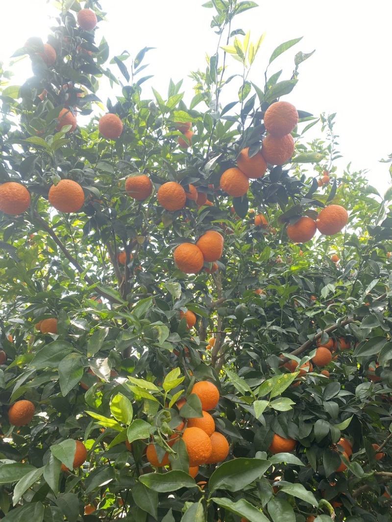 云南高原沃柑
