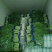 （秋季莴苣）大量上市欢迎采购
