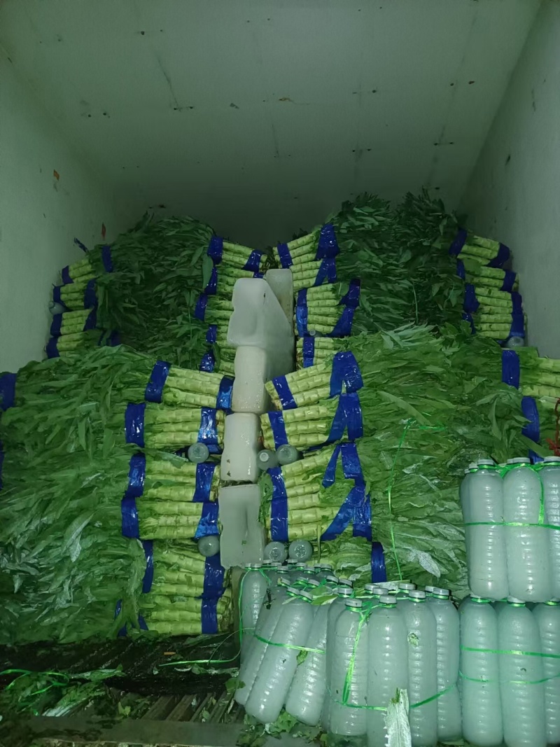 （秋季莴苣）大量上市欢迎采购