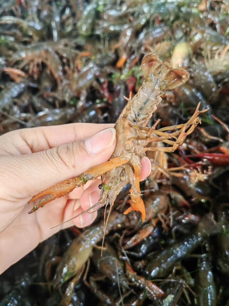 【精品】鲜活小龙虾肉质饱满新鲜发货包售后欢迎咨询