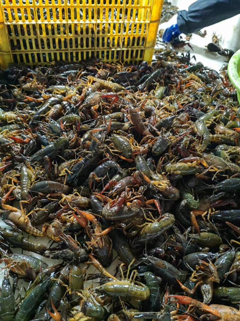 【精品】鲜活小龙虾肉质饱满新鲜发货包售后欢迎咨询