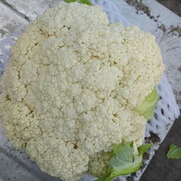 精品绿杆松花