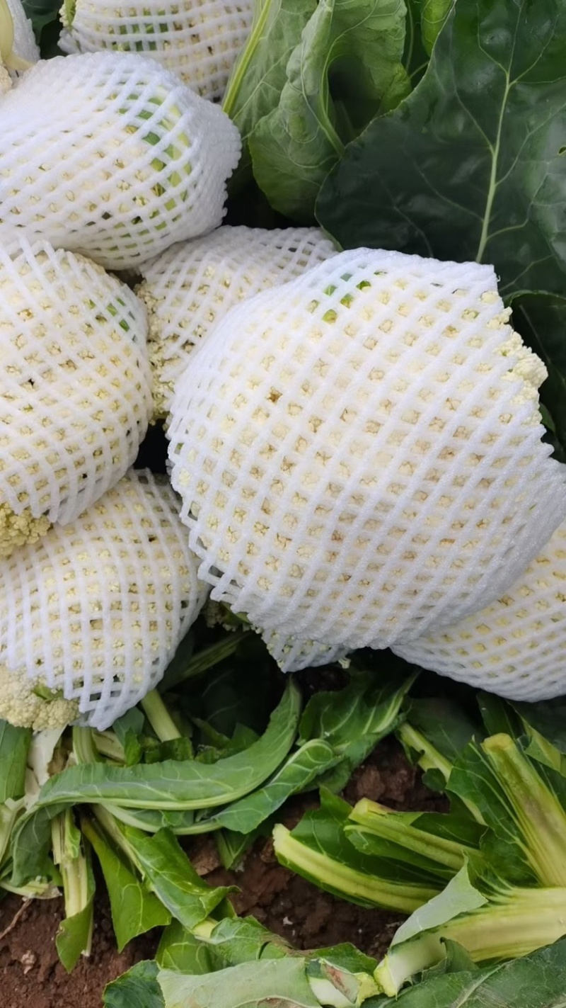 精品绿杆松花