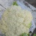 精品绿杆松花