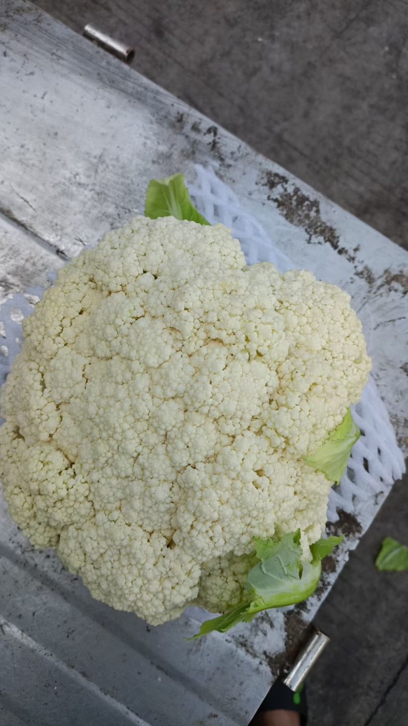 精品绿杆松花