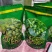闽清二号甜橄榄产地直供，物美价廉，欢迎外贸、电商团队接洽