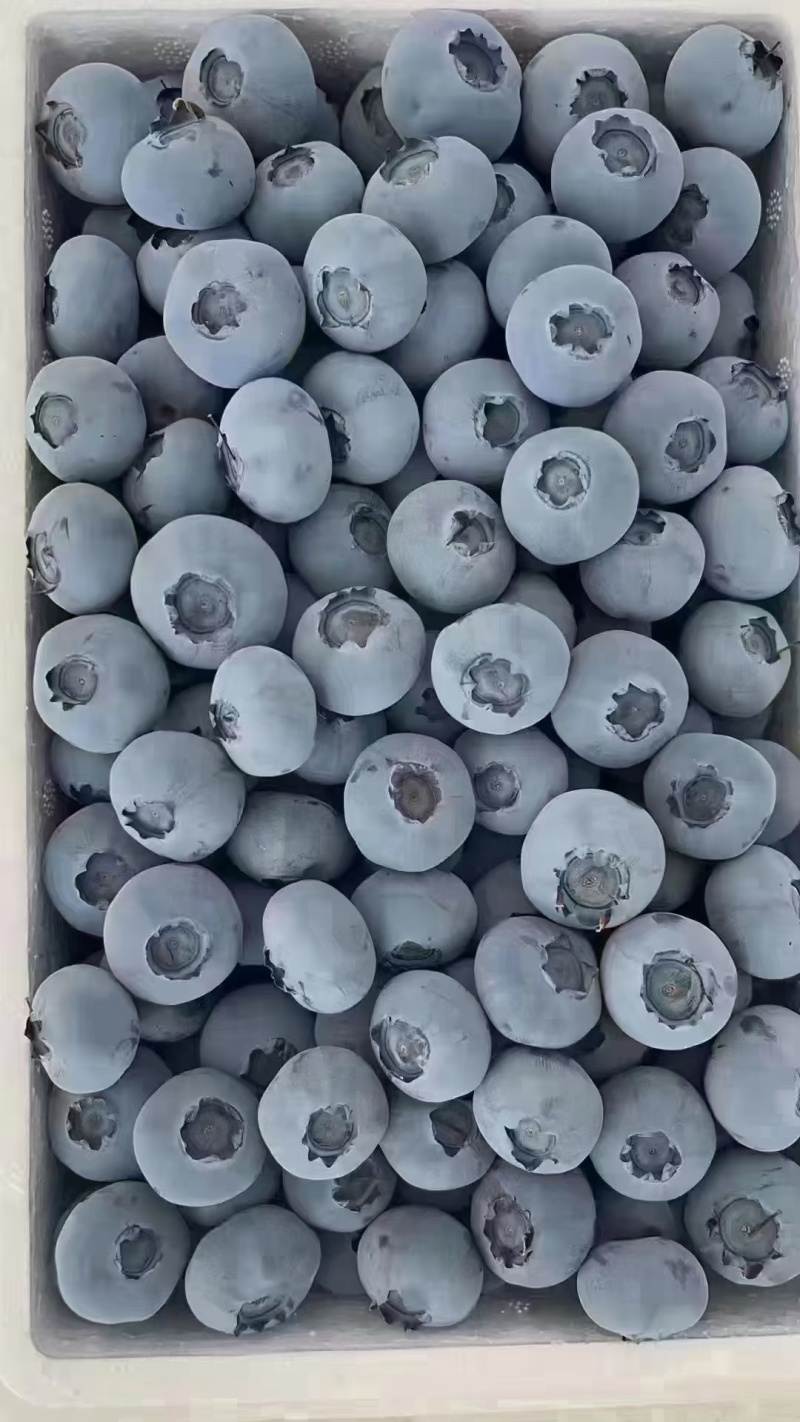 蓝莓