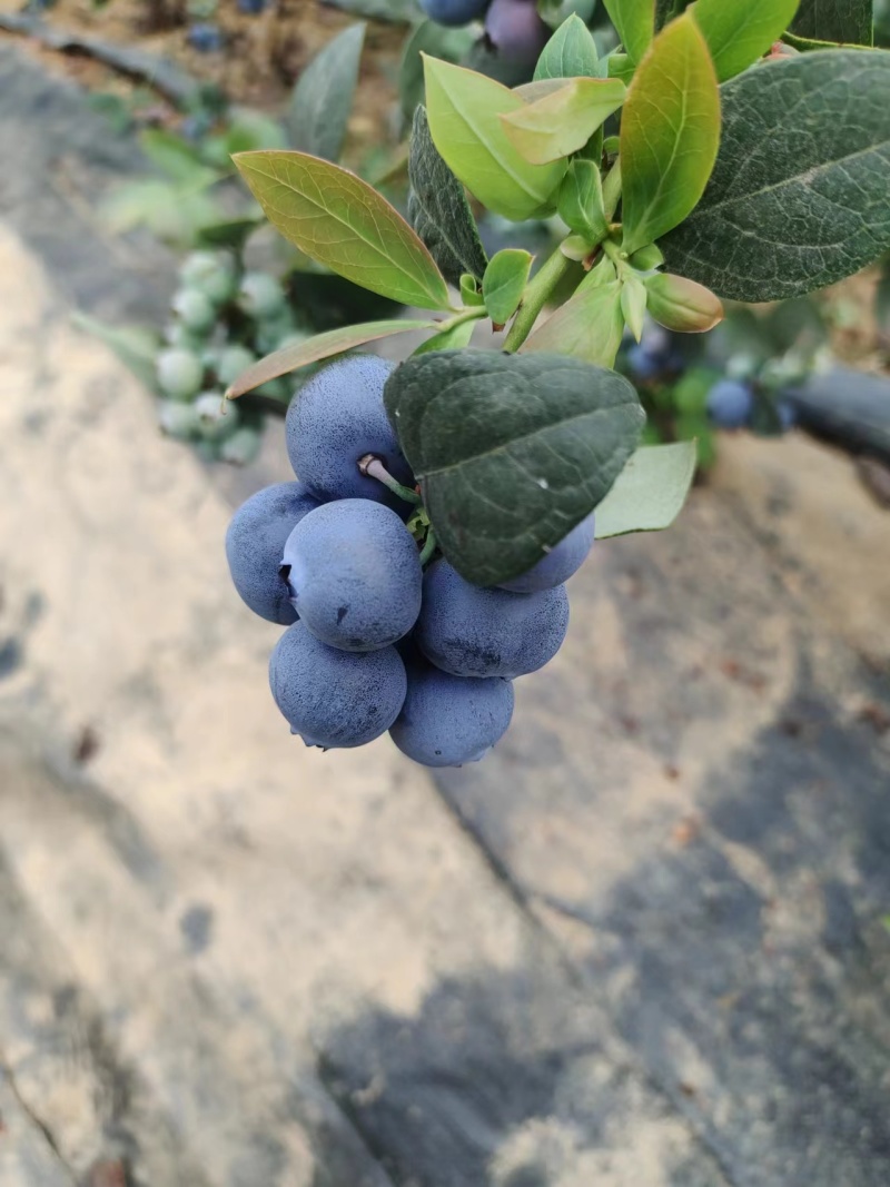 蓝莓