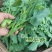 青油菜苔，板蓝甘青菜少量上市