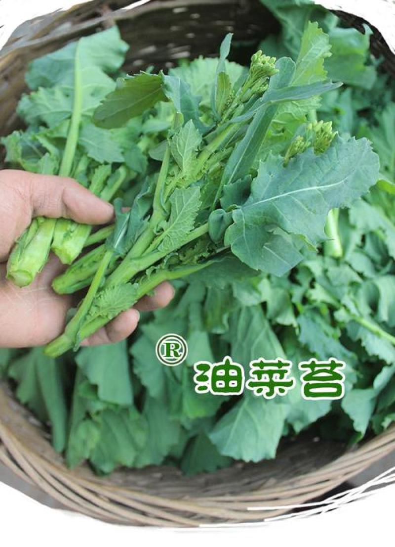青油菜苔，板蓝甘青菜少量上市