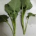 青油菜苔，板蓝甘青菜少量上市