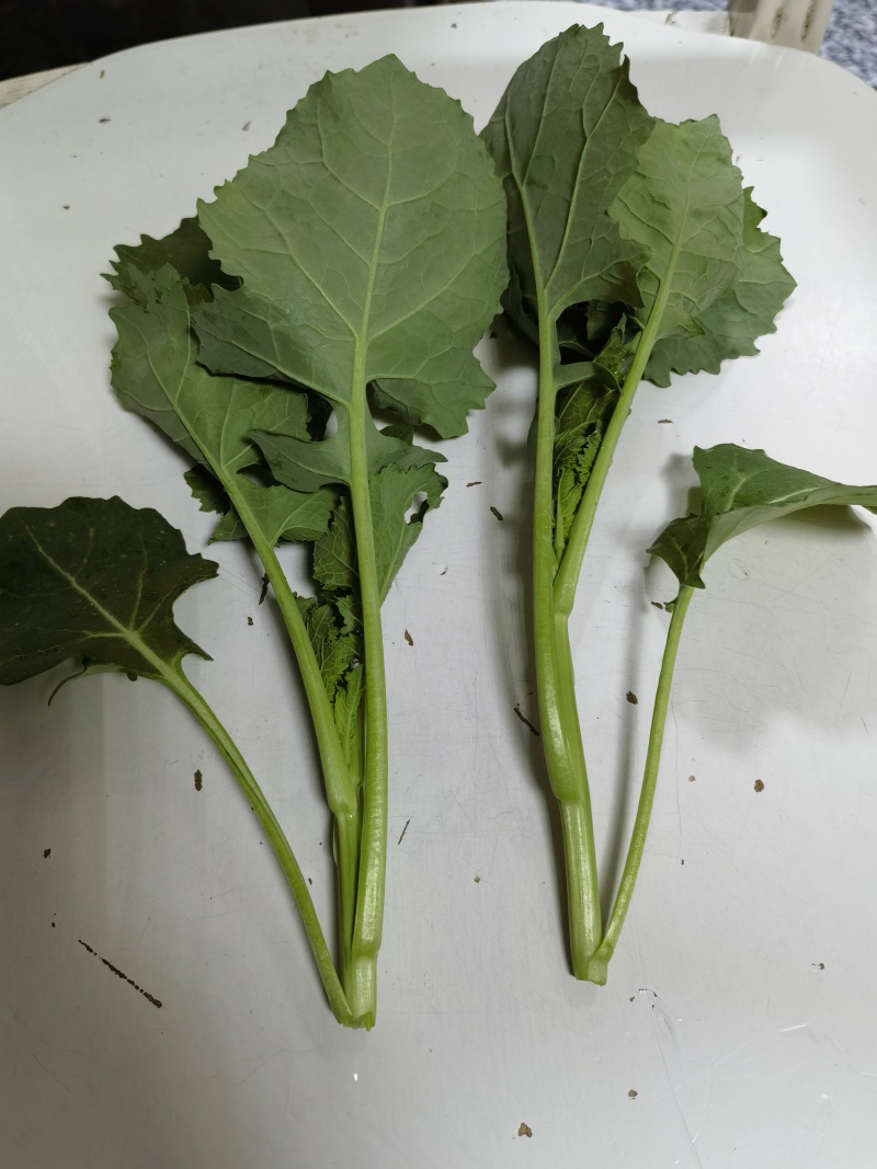 青油菜苔，板蓝甘青菜少量上市