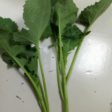 青油菜苔，板蓝甘青菜少量上市