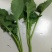 青油菜苔，板蓝甘青菜少量上市