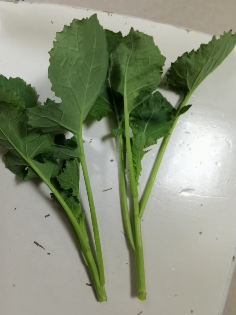 青油菜苔，板蓝甘青菜少量上市