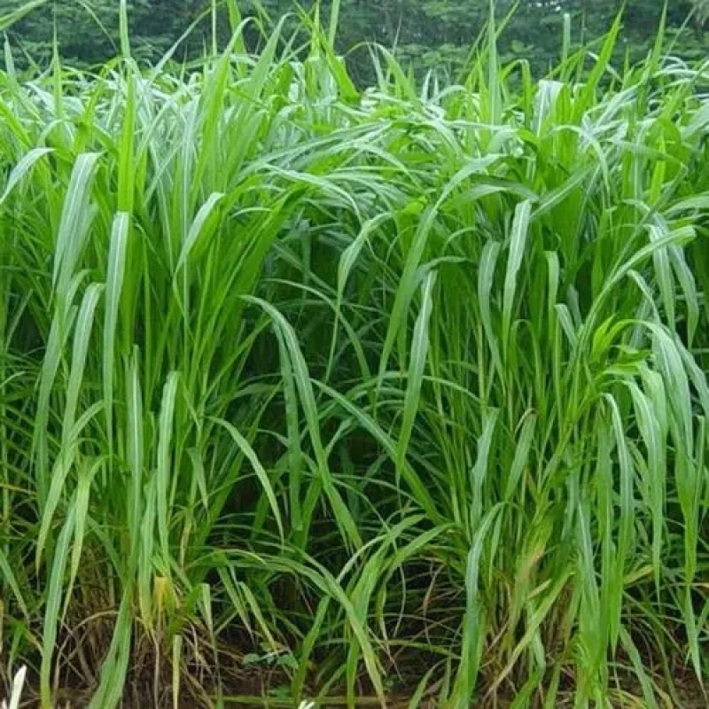 杂交狼尾草种子四季牧草种子耐旱耐热猪牛羊马兔鱼草种籽