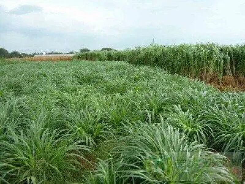 杂交狼尾草种子四季牧草种子耐旱耐热猪牛羊马兔鱼草种籽