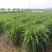杂交狼尾草种子四季牧草种子耐旱耐热猪牛羊马兔鱼草种籽