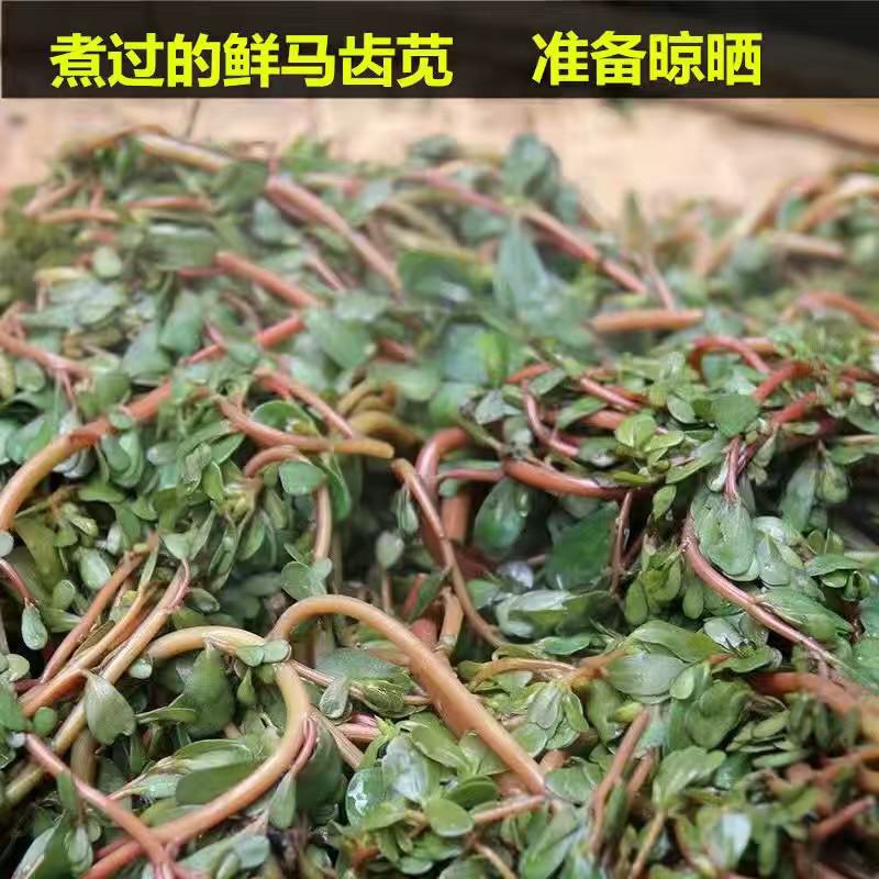 纯手工晾晒干马齿苋