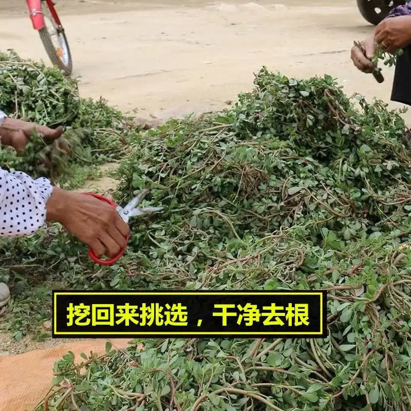 纯手工晾晒干马齿苋