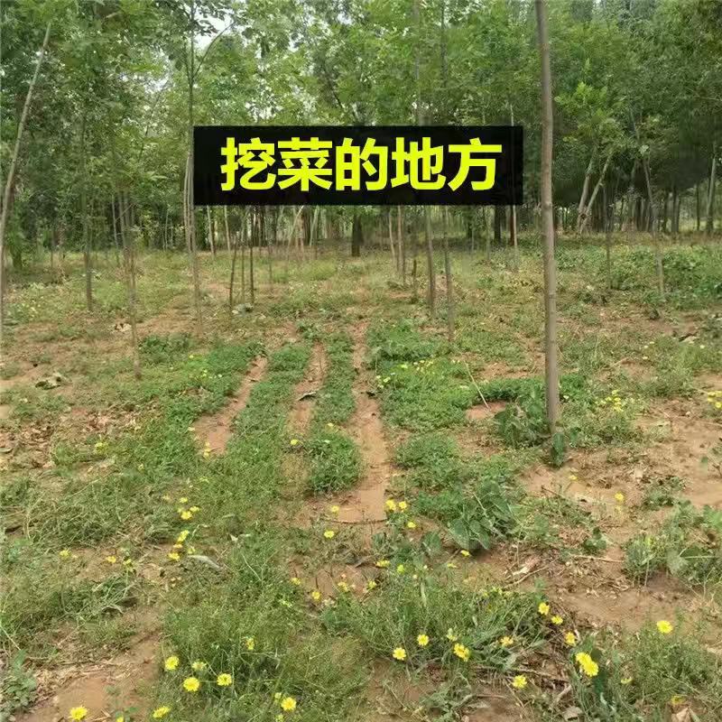 纯手工晾晒干马齿苋