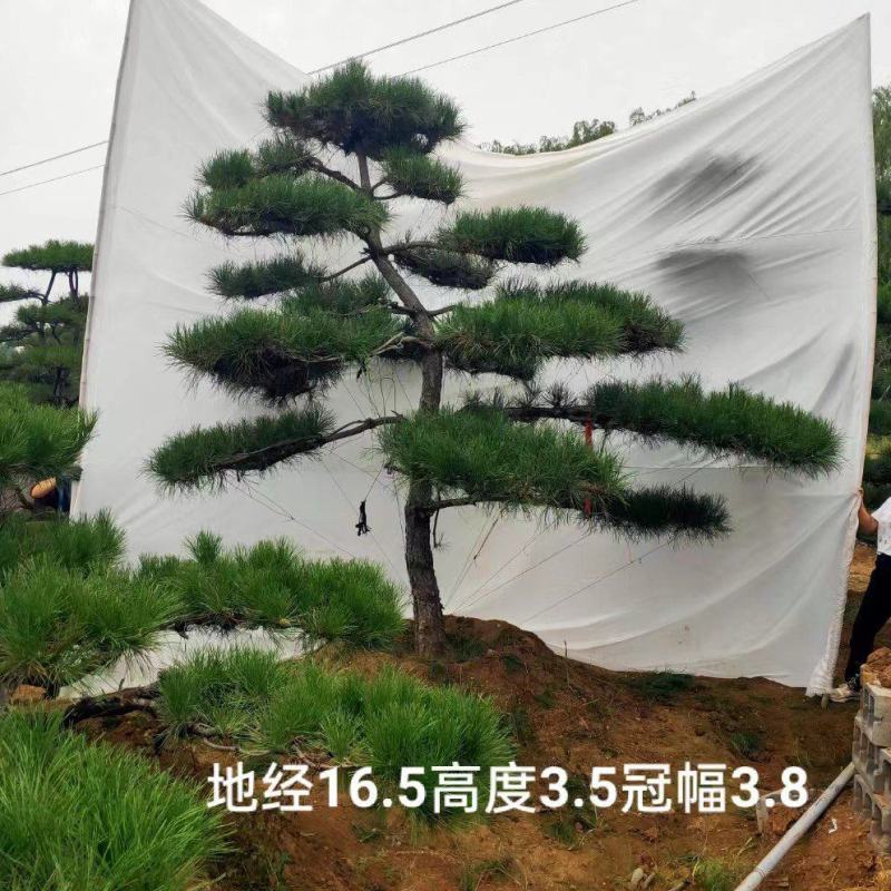 迎客松