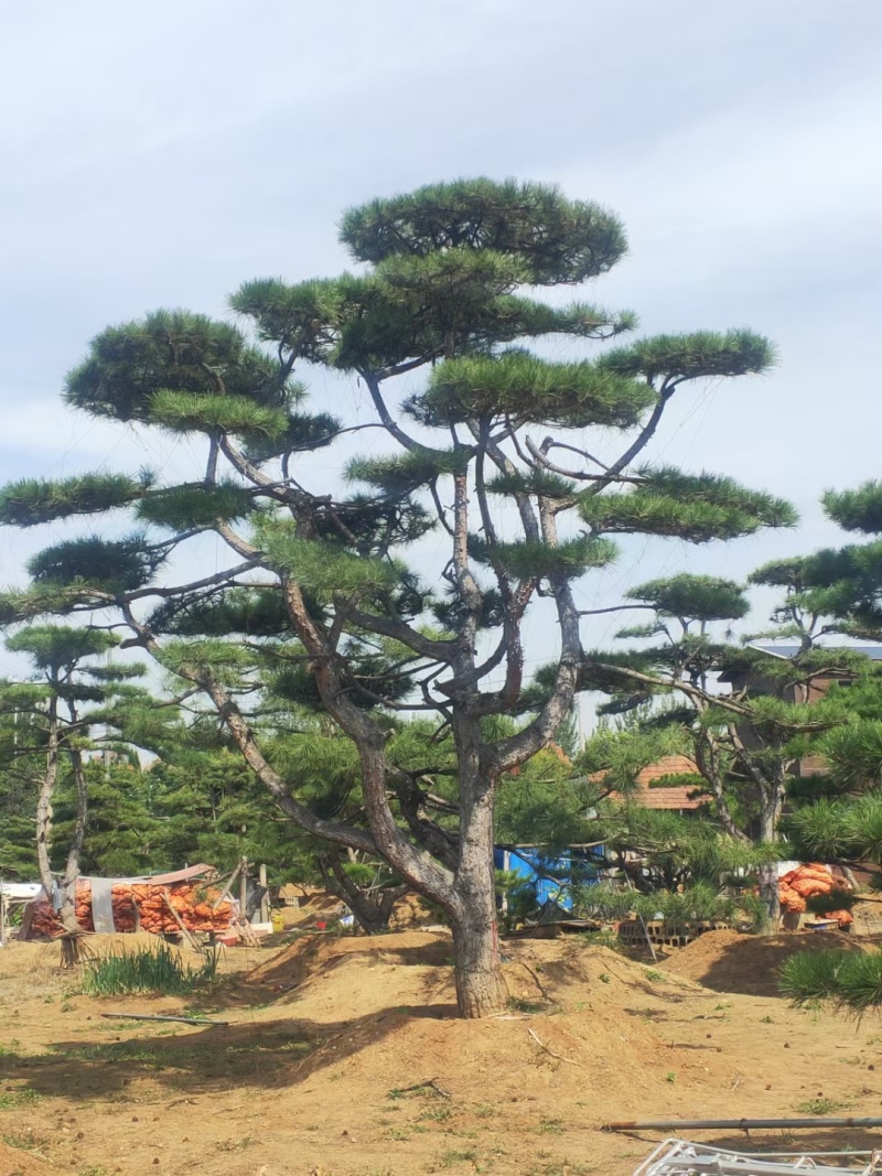 迎客松
