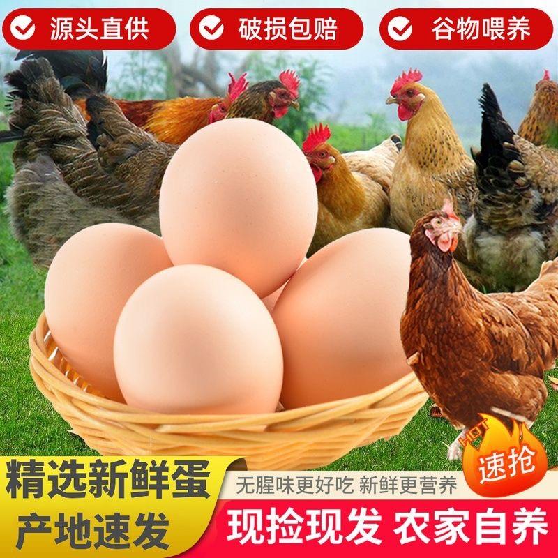 土鸡蛋，云南土鸡蛋，农户养殖，现捡现发！采购
