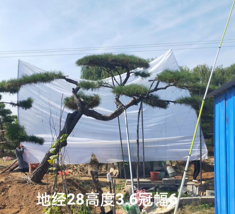 迎客松
