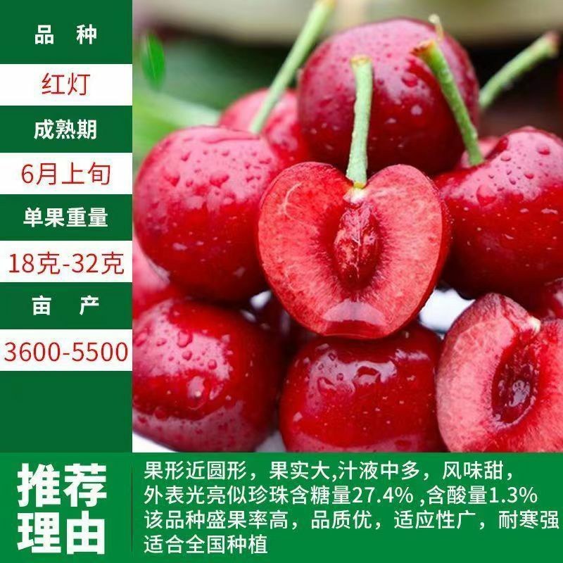 正宗樱桃树苗车厘子大樱桃地栽盆栽庭院南北方可栽