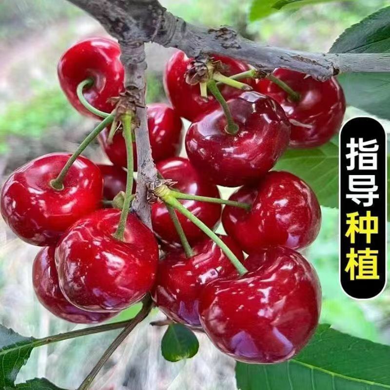 正宗樱桃树苗车厘子大樱桃地栽盆栽庭院南北方可栽