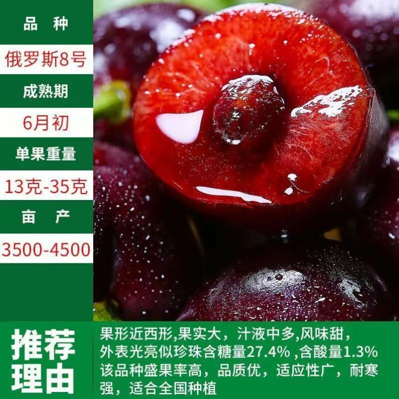 正宗樱桃树苗车厘子大樱桃地栽盆栽庭院南北方可栽