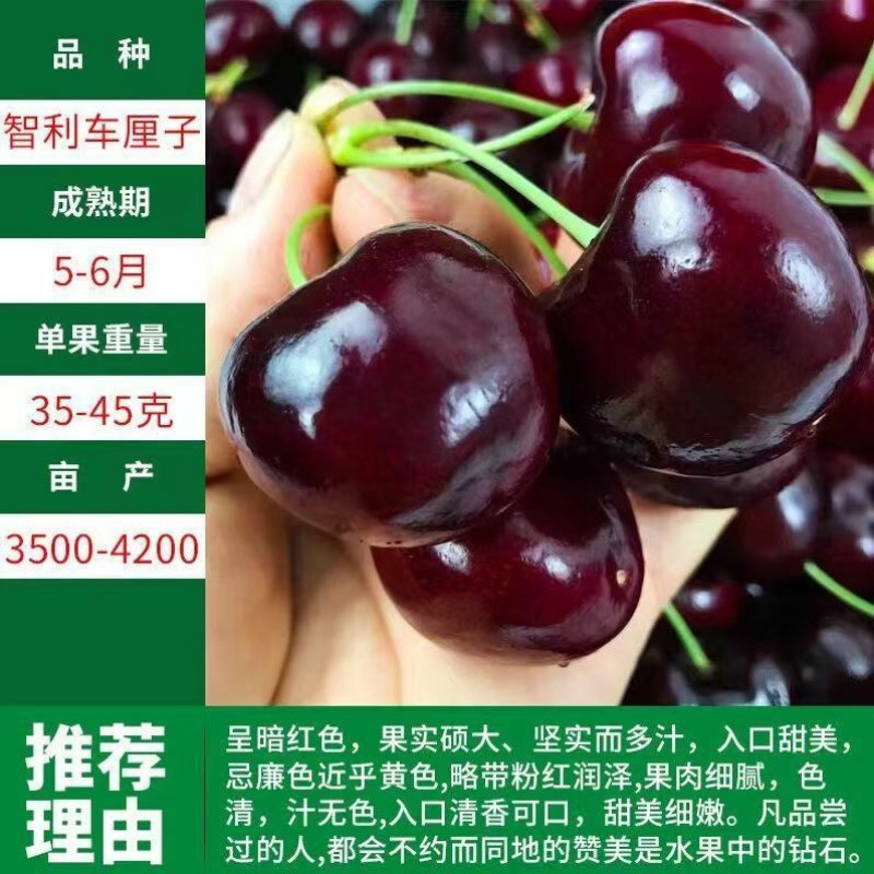 正宗樱桃树苗车厘子大樱桃地栽盆栽庭院南北方可栽