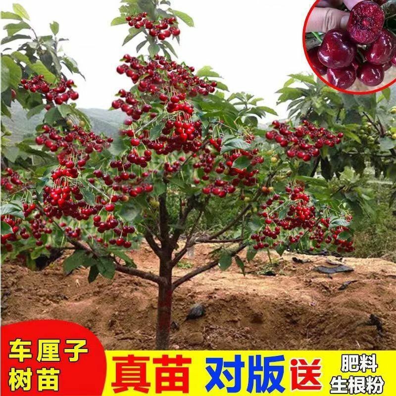 正宗樱桃树苗车厘子大樱桃地栽盆栽庭院南北方可栽