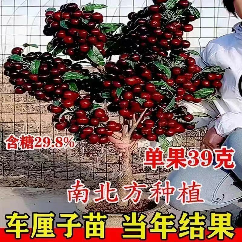 正宗樱桃树苗车厘子大樱桃地栽盆栽庭院南北方可栽