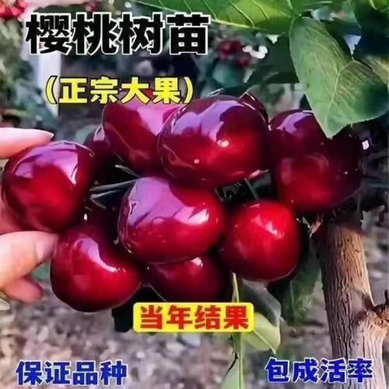 正宗樱桃树苗车厘子大樱桃地栽盆栽庭院南北方可栽