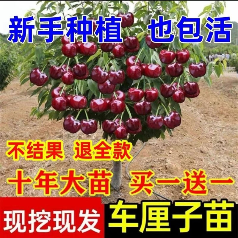 正宗樱桃树苗车厘子大樱桃地栽盆栽庭院南北方可栽