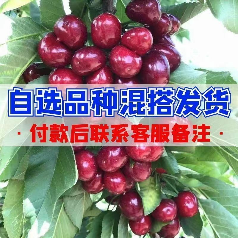 正宗樱桃树苗车厘子大樱桃地栽盆栽庭院南北方可栽