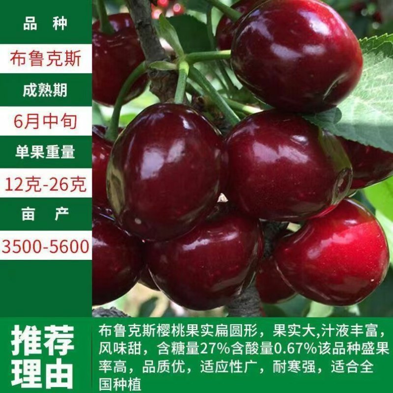 正宗樱桃树苗车厘子大樱桃地栽盆栽庭院南北方可栽