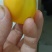 手工鸡皮蛋，五香皮蛋大量上市厂家直发，一手货源欢迎致电