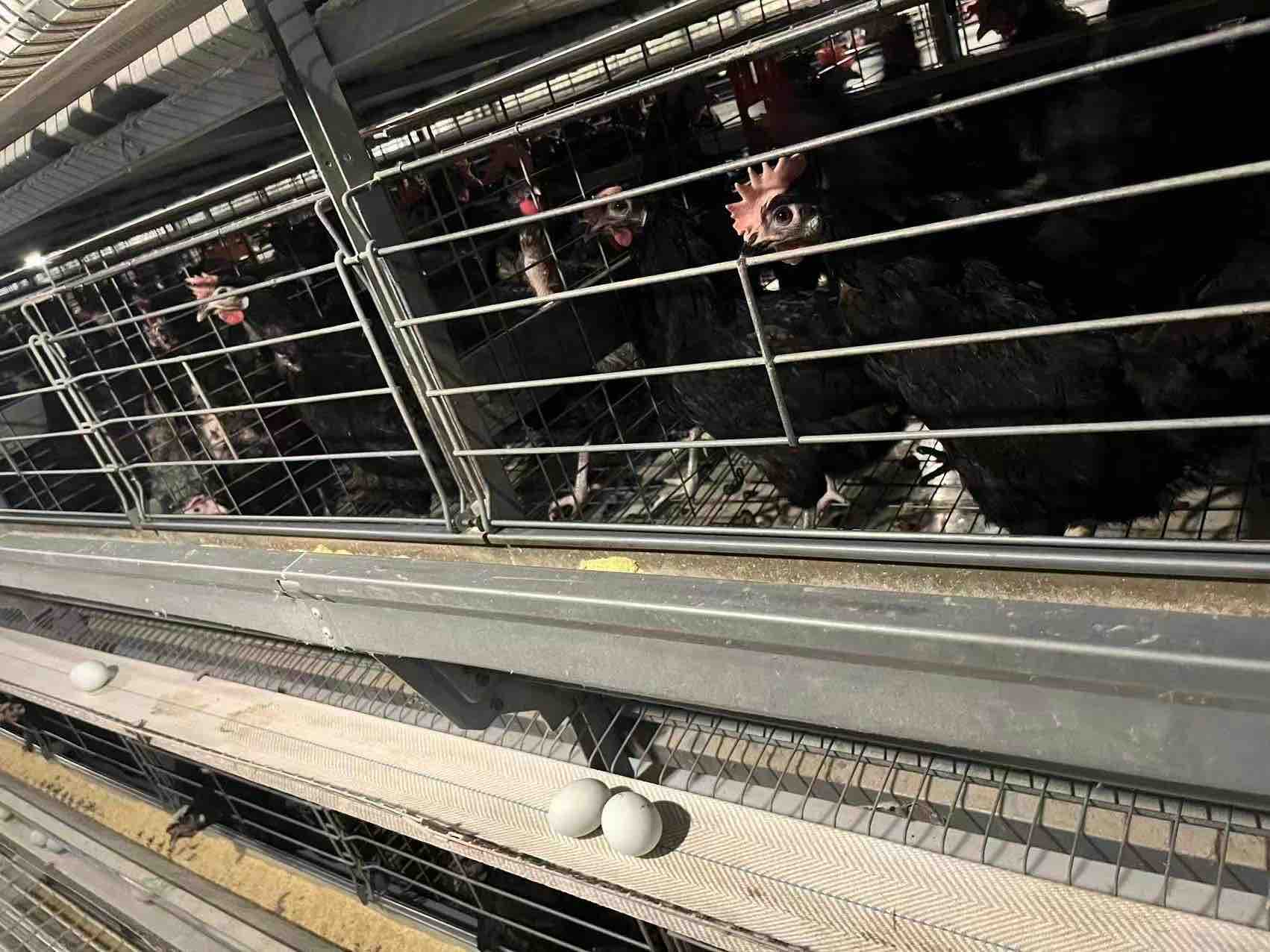 绿壳蛋鸡鸡舍管理