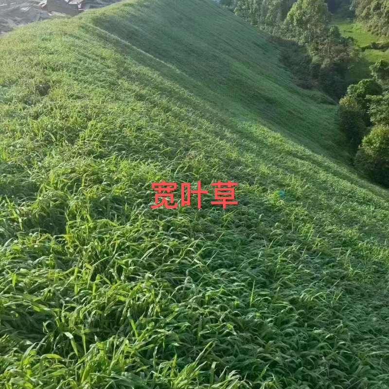 宽叶草种子国产白喜草边坡固土矿山绿化耐热耐旱南方种植长绿