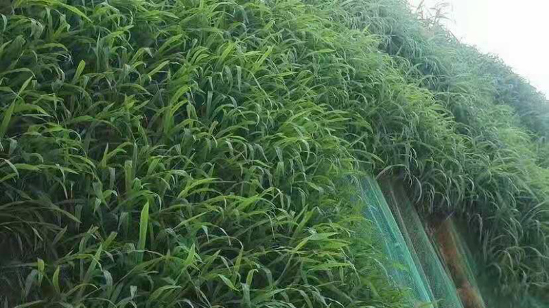 宽叶草种子国产白喜草边坡固土矿山绿化耐热耐旱南方种植长绿