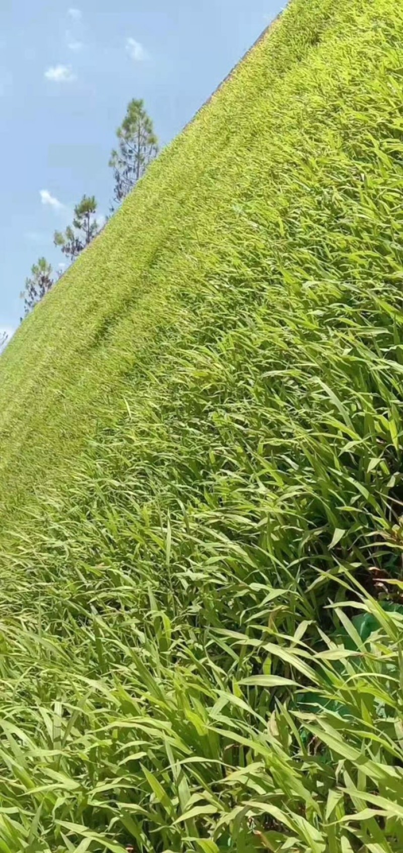 宽叶草种子国产白喜草边坡固土矿山绿化耐热耐旱南方种植长绿