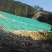 宽叶草种子国产白喜草边坡固土矿山绿化耐热耐旱南方种植长绿