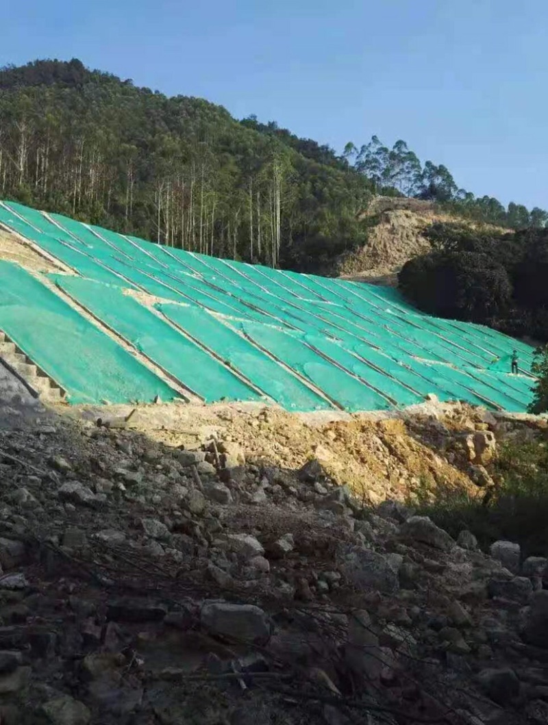 宽叶草种子国产白喜草边坡固土矿山绿化耐热耐旱南方种植长绿