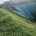宽叶草种子国产白喜草边坡固土矿山绿化耐热耐旱南方种植长绿