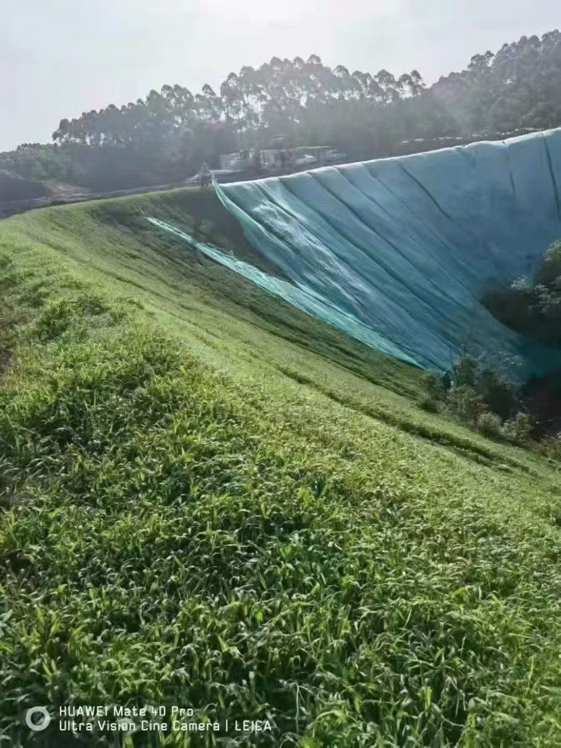 宽叶草种子国产白喜草边坡固土矿山绿化耐热耐旱南方种植长绿