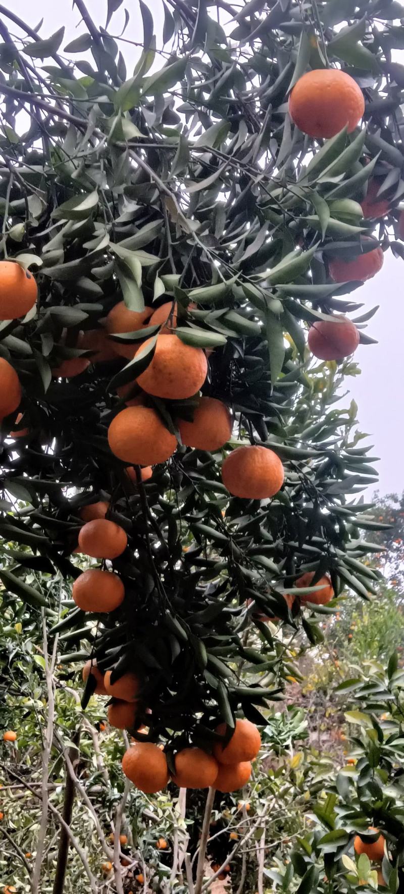 四川筠连晚芦