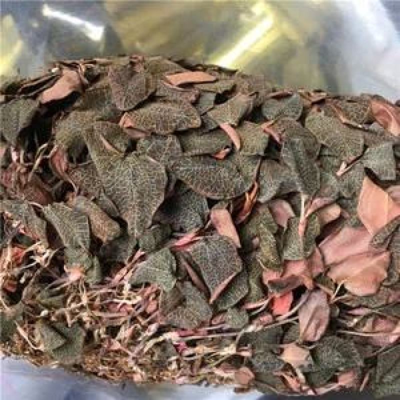 金线莲种植基地直供
